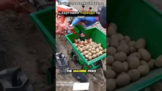 Как инновации Китая изменяют посадку картошки!