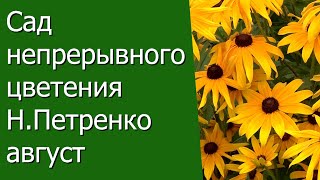 Сад непрерывного цветения Наталии Петренко, август .