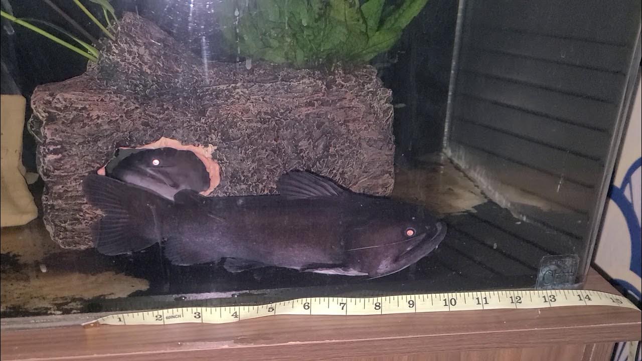 Giant Gulper Catfish Pair YouTube