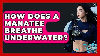 How Does A Manatee Breathe Underwater? - The Marine Life Explorer