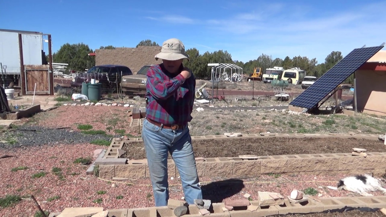Organic Shell Peas Finally Sprout On BrainStorm Acres Off Grid Homestead