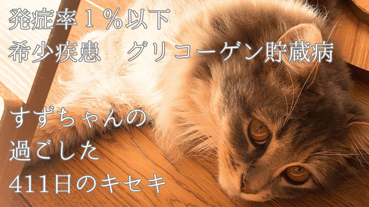 【希少疾患】ノルウェージャンフォレストキャット　すずちゃんのキセキ①【グリコーゲン貯蔵病】