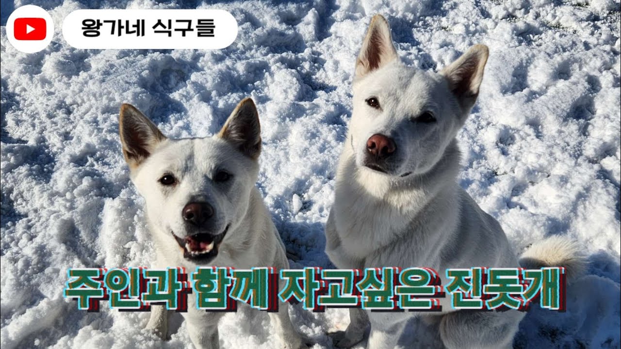 주인과 함께 자고 싶은 진돗개가 보인 행동 / 진돗개 진주, 밀크