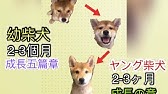 柴犬狗狗愛吃便便 怎麼辦 柴犬有分狸貓及狐狸型 柴犬柚醬柴柴頻道 Youtube 柴犬狗狗愛吃便便 怎麼辦 柴犬有分狸貓及狐狸型 柴犬柚醬柴柴頻道 Youtube