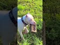 Adorable New Puppy Howls For The First Time! (So Cute!!)