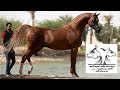 الحصان العربي الأصيل | مرابط الخيل العربي | أفضل فحول مربط ذو الجناح بالمملكة العربية السعودية