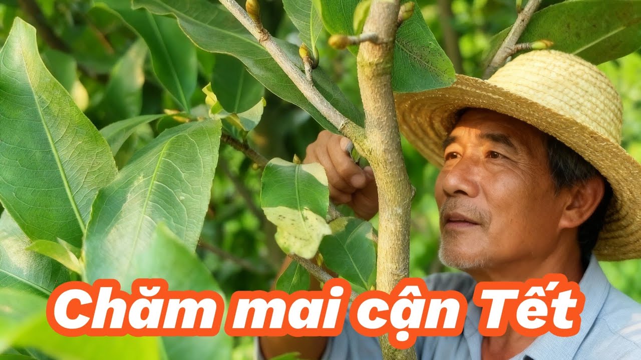 EP 378 : Việc cần làm để mai nở ngay Tết , áp dụng ngay nhé.