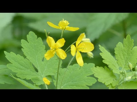 Kako izgleda rusa trava i kako se koristi za bradavice