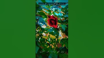 سورة القلم #quran  #راحة_نفسية 🌷