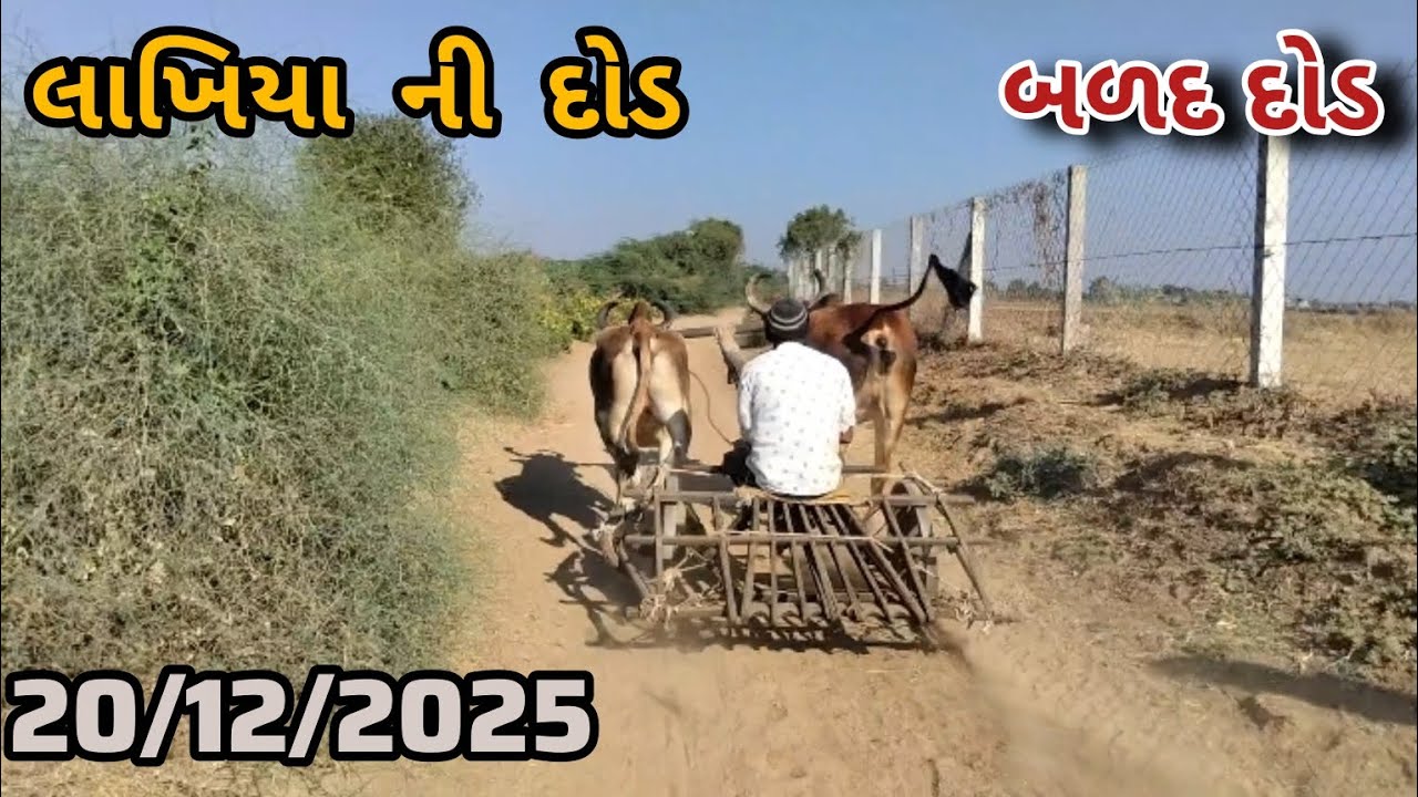 લાખિયા ની બળદ દૌડ || બળદ રેસ || 20/12/2025|| #badaddhod#badadrece