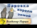 Паровка корелл зимой.