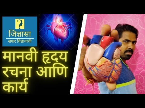 Human Heart | Working of Human Heart | मानवी हृदय रचना आणि कार्य