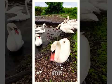 Elegance of Nature with The Swan Gang! 🦢#amazing #nature #viral #beauty