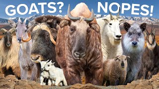 The Closest Relatives to Goats &amp; Sheep