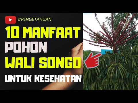 Video: Menanam Tumbuhan Schefflera Di Luar - Cara Menjaga Tumbuhan Schefflera Luaran