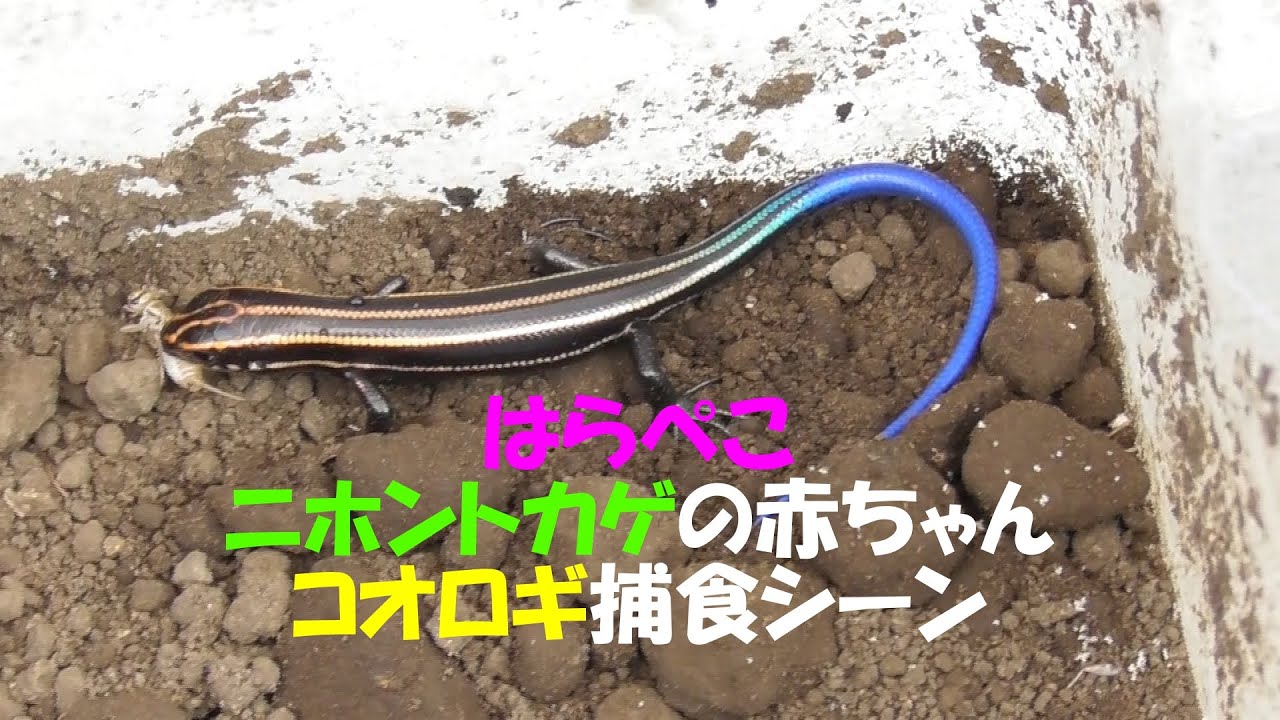 はらぺこニホントカゲの赤ちゃん コオロギを捕食する Youtube はらぺこニホントカゲの赤ちゃん コオロギを捕食する Youtube