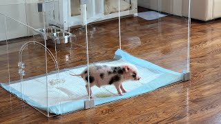 Morning piglet playpen reset!