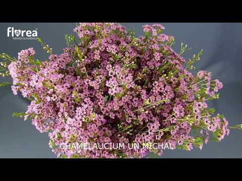 वीडियो: Chamelaucium बढ़ने की स्थिति - Chamelaucium Waxflower पौधों के लिए पौधों की देखभाल