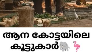 ആന കോട്ടയിലെ കൂട്ടുകാർ🐘🦩#aana #aana_kazhchakal #aanapremi #aanakeralam #pooram #aanapremikal