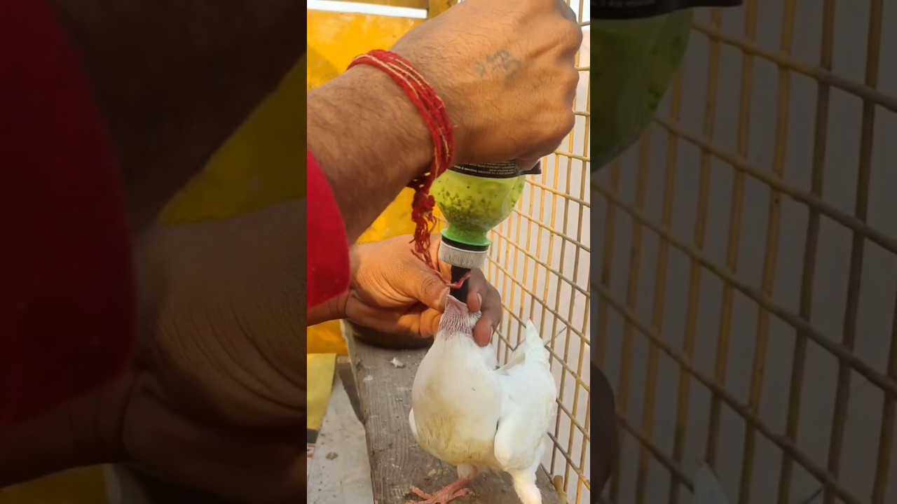pigeon baby feeding | pigeon baby feeding bottle 