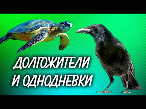 Видео: Сколько живут животные. Правда и мифы