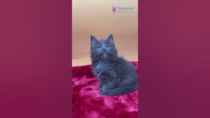 Watch the video about Introducing Victoria