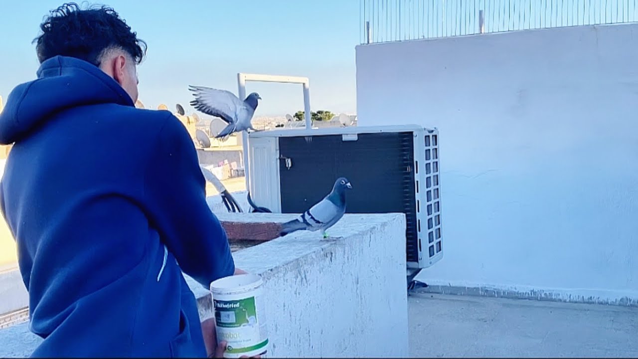 طيران الحمام فوق لوفت 🕊️🕊️#pigeon #الحمام_زاجل 