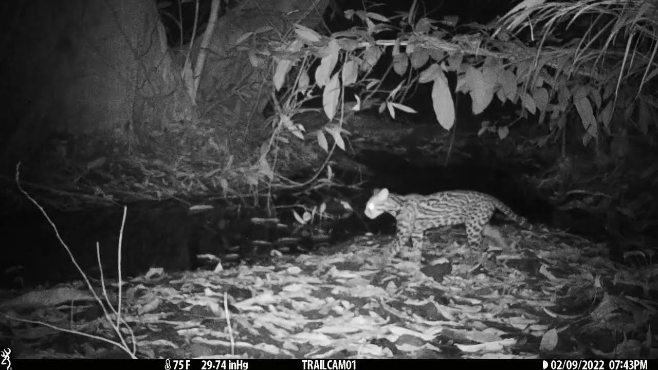 Ocelot captured on a camera trap in Drake Bay, Costa Rica – February 9, 2022