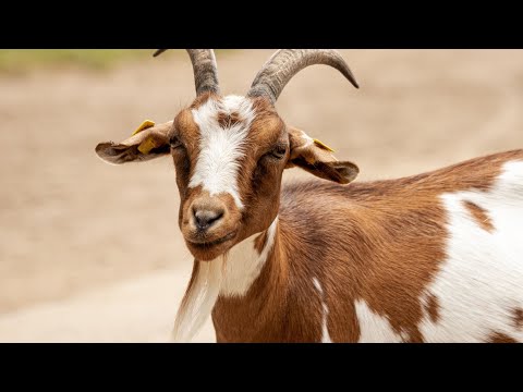 4K Animals  | 4K Animals video | 4K Animals name | 4K Wild Animals | Funny animals | Cute animals