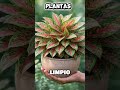 7 #usos #sorprendentes de la #cerveza para tus #plantas que nadie te #contó