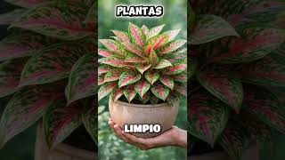 7 #usos #sorprendentes de la #cerveza para tus #plantas que nadie te #contó