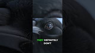 What Animal Brains Can Actually Do #science #discovery