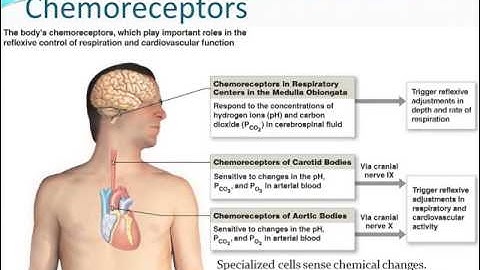 Chapter 14 - Autonomic Nervous System - Part 2