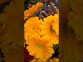 Gerbera Daisies 💛 Romania 🇷🇴 #nature #garden #gardening #shorts video