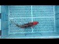 8-28-4 - 14-16” Goshiki Koi