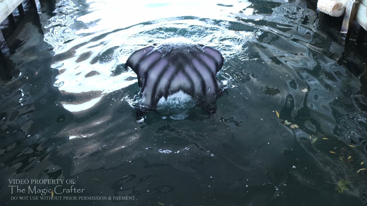 There's something in the water! (faux mermaid sighting at private boat dock 2021) - Mermaid Phantom