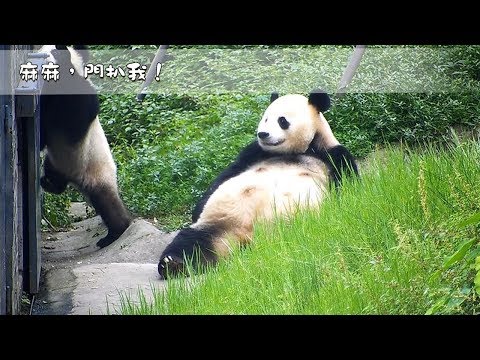 《熊貓早晚安》麻麻：我扒過的鐵門比你吃的竹子都多 | iPanda熊貓頻道