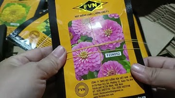 Cúc lá nhám bóng to bên e về thêm nhé cả nhà 