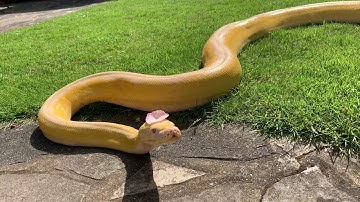 16ft Reticulated Python becomes invisible thanks to camouflage.