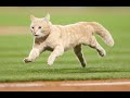 【MLB】メジャーの動物乱入集 Part 1