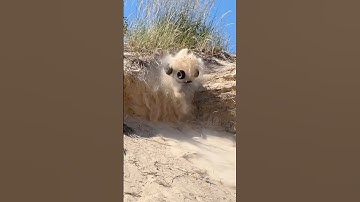 Arrma Quake gets rowdy at the Silver Lake Sand Dunes #rc #arrma