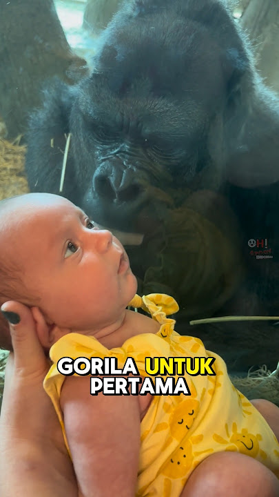 GA KEBAYANG PAS AKHIR VIDEO! Kisah sang bayi dengan anak gorilla yang bikin kamu tercengang😱!