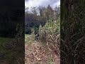 Cutting Field Corn#cornfield
