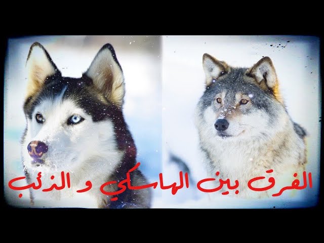 ما الفرق بين الهاسكي و الذئب؟ و هل الهاسكي اصله ذئب؟ - YouTube