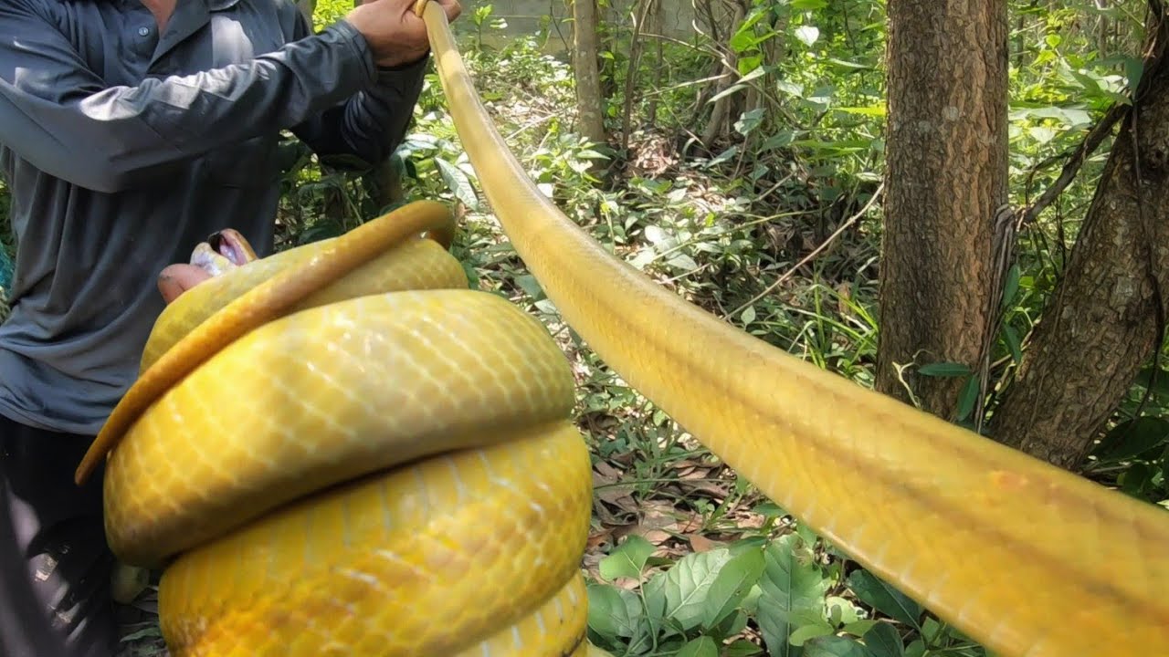 Lạnh Người - Cặp Rắn Có Màu Lạ Trong Khu Nghĩa Địa Hoang