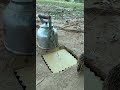 Really Quick Unique Quail Bird Traps Method #youtubeshorts