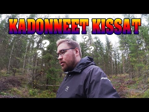 Video: Kuinka Löytää Kadonnut Kissa