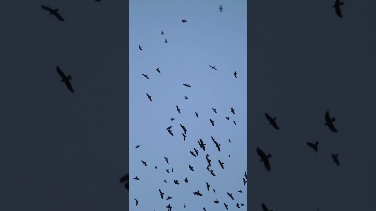 Crows Sound (Flying Crows)