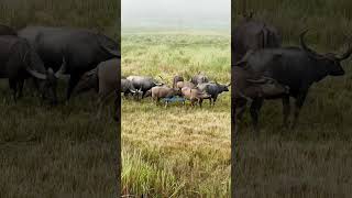 Herd Of Wild Water Buffaloes Spotted In Kaziranga