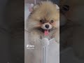 잠좀자자 후추야 #강아지 #뿌꾸 #puppy